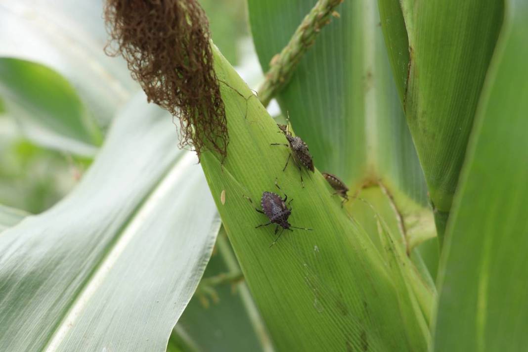 Samsun, Ordu, Sinop, Trabzon istila altında: Gördüğünüz yerde öldürün! Bu işin şakası yok, seferberlik ilan edilmeli! 30